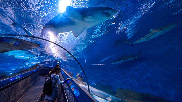 Shanghai Ocean Aquarium